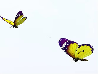 Butterfly 3d model