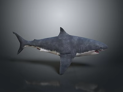 Shark 3D Model With Grayish Blue Body Open Mouth Fins And Tail On Gray Background 3d model
