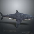 Shark 3D Model With Grayish Blue Body Open Mouth Fins And Tail On Gray Background
