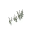 Bamboo Plants With Slender Stems Green Leaves Clustered Growth And Various Heights