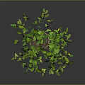Potted Lemon Tree with Green Leaves and Yellow Fruits in Decorative Pot