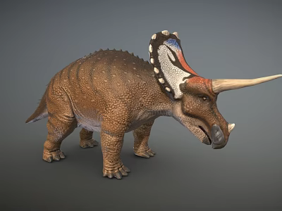 Realistic 3D Triceratops Dinosaur Model with Colorful Frill Brown Scaly Body and Long Horns 3d model