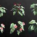 Multiple Potted Flowering Plants With Green Leaves And Pink Blooms Display Arrangement