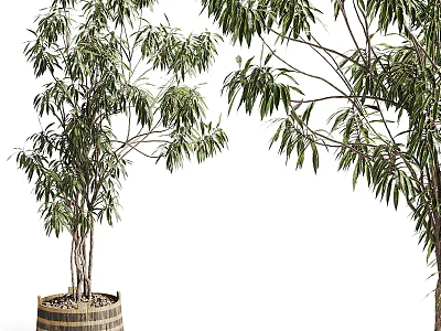 Potted Bonsai Bamboo Plant in Wooden Barrel with Lush Green Foliage for Indoor Decor 3d model