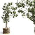 Potted Bonsai Bamboo Plant in Wooden Barrel with Lush Green Foliage for Indoor Decor