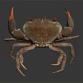 Brown crab with red claws and shiny body on dark background