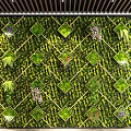 Indoor Living Plant Wall With Grid Pattern Diverse Greenery And Colorful Blooms