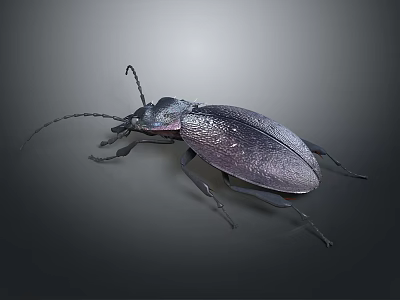 Dark Metallic Beetle With Long Antennae And Shiny Exoskeleton On Gray Background 3d model