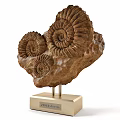 Decorative Ornament Set With Spiral Fossil Texture On Metal Stand Base