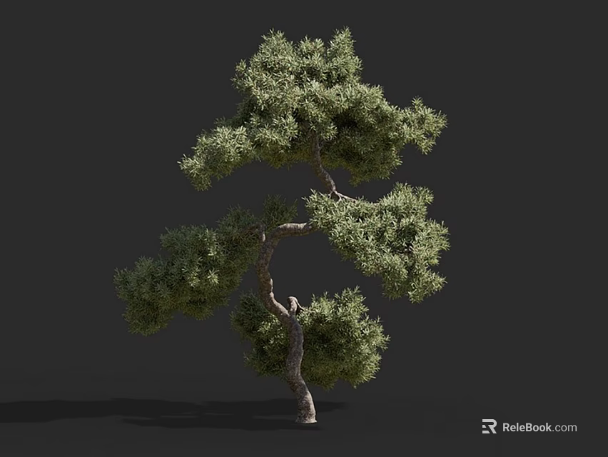Pine Arbor With Curved Trunk And Dense Green Foliage On Gray Background 3d model