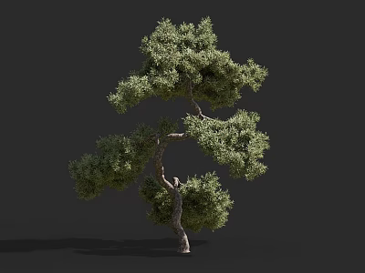 Pine Arbor With Curved Trunk And Dense Green Foliage On Gray Background 3d model