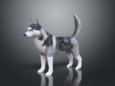 Gray and White Husky Dog With Blue Eyes Standing in Realistic 3D Rendered Pose 3d model