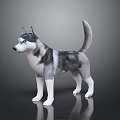Gray and White Husky Dog With Blue Eyes Standing in Realistic 3D Rendered Pose