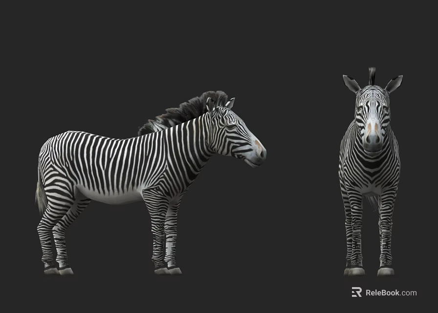 Two Striped Reptiles Standing On Black Background In Profile And Front View 3d model 