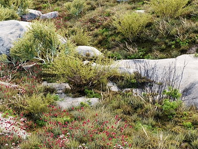 Modern Shrub Field Hillside Shrub Flowers Grass Stone 3d model