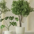 Indoor Bonsai Plants in White Pots with Various Green Species Minimalist Interior and Arch Wall