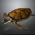 Colorful Sea Turtle with orange and brown patterned shell on black background and shiny reflection 3d model