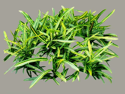 Arbor With Green And Yellow Slender Leaves In Dense Round Foliage 3d model