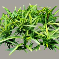 Arbor With Green And Yellow Slender Leaves In Dense Round Foliage