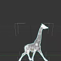 Brown And White Spotted Giraffe Walking Gracefully On Black Background
