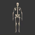 Human Skeleton Showing Detailed Arms Legs And Anatomical Bone Structure 3d model