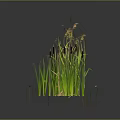 Green Aquatic Plants With Cattails Lily Pads Reeds And Floating Leaves In Wetland