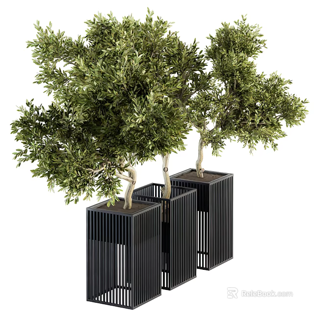 Decorative Olive Tree Bonsai Plants in Black Vertical Striped Square Pots 3d model 