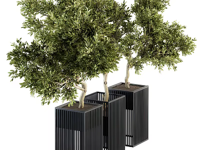 Decorative Olive Tree Bonsai Plants in Black Vertical Striped Square Pots 3d model