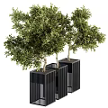 Decorative Olive Tree Bonsai Plants in Black Vertical Striped Square Pots