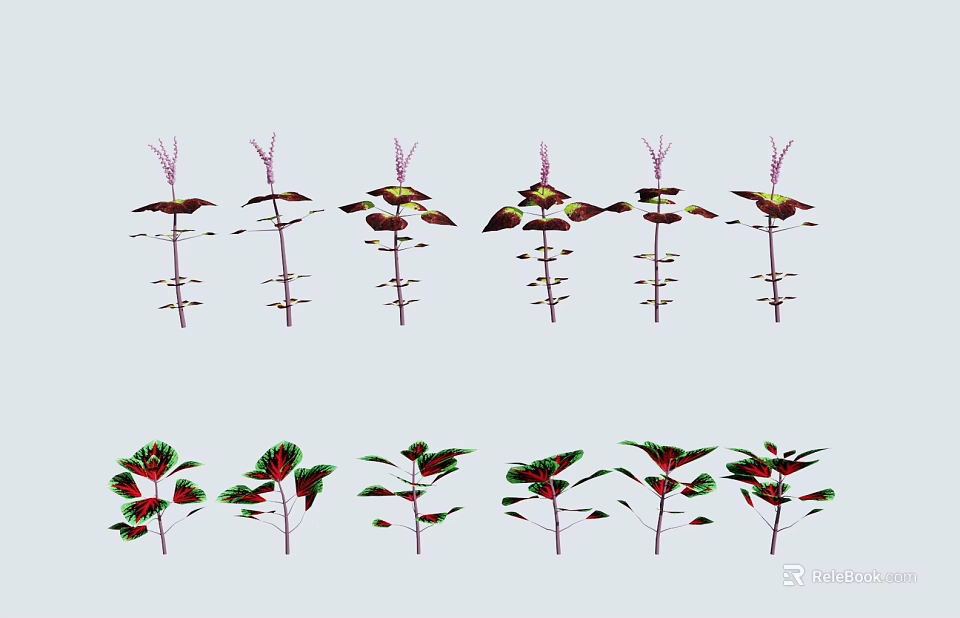 Colorful Flowering Plants with Red and Green Foliage in Garden 3d model 
