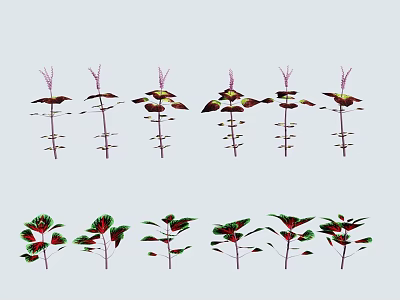 Colorful Flowering Plants with Red and Green Foliage in Garden 3d model