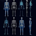 Human Skeleton Limb Bone Structure Shown In Multiple Postures And Views 3d model