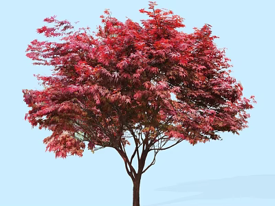 Vibrant Red Leaf Arbor With Lush Canopy Against Clear Blue Sky 3d model