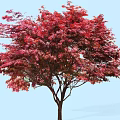 Vibrant Red Leaf Arbor With Lush Canopy Against Clear Blue Sky