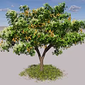 Lush Arbor With Green Foliage And Vibrant Orange Fruits On Grass