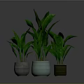 Leafy Green Plants in Three Different Colored Pots on Gray Surface