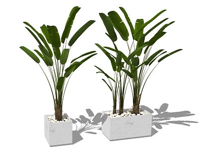 modern potted plantain potted plant model