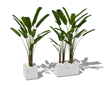 modern potted plantain potted plant 3d model