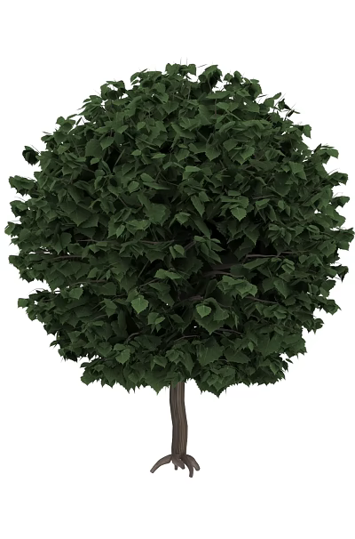 Lush Evergreen Arbor With Dense Green Foliage Strong Trunk And Exposed Roots 3d model Lush Evergreen Arbor With Dense Green Foliage Strong Trunk And Exposed Roots 3d model