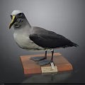 Standing Gray White Black Seabird Taxidermy With Red Base And Label On