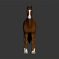 Realistic Brown Horse With White Face And White Hooves Standing On Dark Background