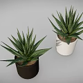 Green Striped Leaf Succulent Plants in Black and White Ceramic Pots for Indoor Home Decor
