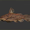 Orange Spotted Fish with Large Head and Unique Fins on Dark Background with Reflective Surface