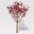 Two Arbor Trees With Dark And Red Leaves Displaying Vibrant Foliage In White Background