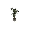 Bonsai Potted Plant With Lush Green Leaves And Multiple Branches For Indoor Decoration