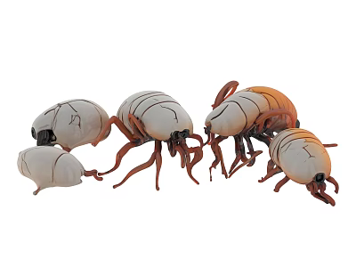 3D Rendered Beetle Models With White Orange Colors And Different Poses 3d model