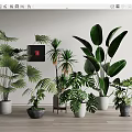 Tropical Green Potted Plants With Large Leaves In Different Ceramic Pots For Indoor Decor