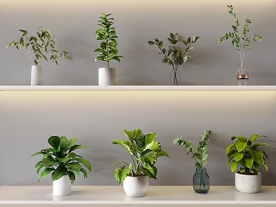 Bonsai Potted Plants on Shelves with Gray Wall Various Green Plants Different Planters and Lighting 3d model