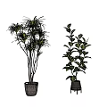 Bonsai Potted Plants With Long Leaves And Wide Foliage In Ceramic Pots And Metal Stands