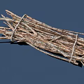 Bundled Dry Plant Twigs Tied Together With Natural Rope On Blue Background